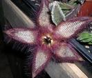 Stapelia gettlefii