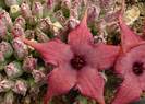 stapelia schinzii