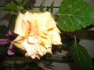 Hibiscus Clasic Yelow