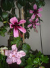 Hibiscus grup