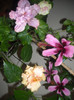 Hibiscus grup