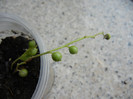 Senecio rowleyanus (2012, Sep.08)