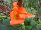 Rose Monica (2012, September 06)