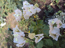 DSC00305