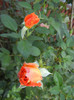 Rose Monica (2012, September 06)