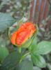 Rose Monica (2012, September 06)