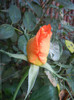 Rose Monica (2012, September 06)