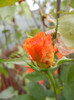 Rose Monica (2012, September 07)