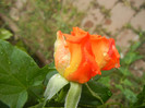 Rose Monica (2012, September 07)