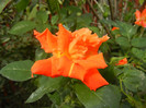 Rose Monica (2012, September 07)