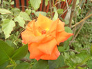 Rose Monica (2012, September 07)