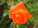 Rose Monica (2012, September 07)