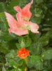 Rose Monica (2012, September 07)