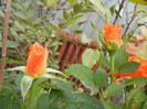 Rose Monica (2012, September 07)