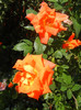 Rose Monica (2012, September 08)
