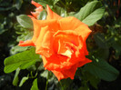 Rose Monica (2012, September 08)