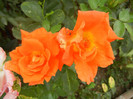 Rose Monica (2012, September 09)
