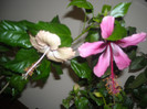 Hibiscus Fort de France +  Fidjian Island