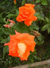 Rose Monica (2012, September 09)