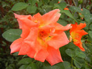 Rose Monica (2012, September 09)