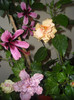 Hibiscus grup