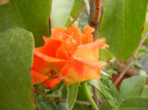 Rose Monica (2012, September 09)