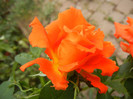Rose Monica (2012, September 09)