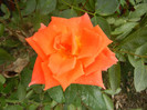 Rose Monica (2012, September 09)