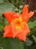 Rose Monica (2012, September 09)