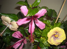 Hibiscus grup