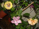 Hibiscus grup