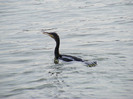 cormoranul mare