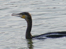 cormoranul mare