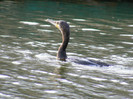 cormoranul mare