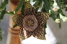 cactusi infloriti 004