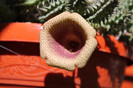 cactusi infloriti 011