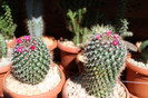cactusi infloriti 014
