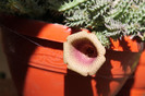 cactusi infloriti 020