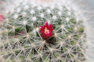 cactusi infloriti 028