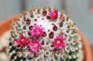 cactusi infloriti 030