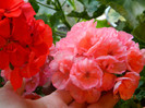 DSCN1941