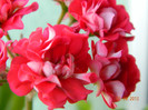 DSCN1828