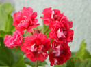 DSCN1866