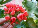 DSCN1934