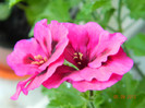 DSCN1816