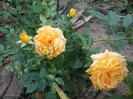 Goldelse