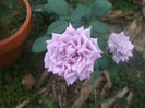 Mamie Blue