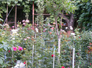 DSCF3241