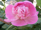 DSCF4172
