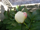 DSCF4174